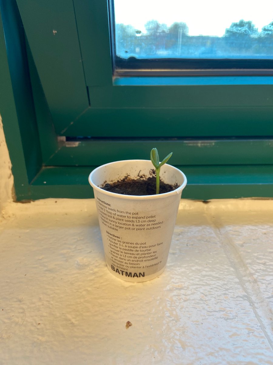 106Nd's tweet photo. Batman and Robin are adjusting well to Room 106.  Stay tuned to see how our “dynamic duo” changes over the new few weeks.  #science rules https://t.co/9tMfcaip9L