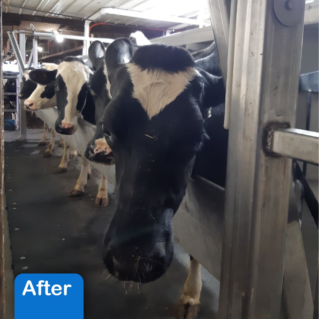 NorwellDairy's tweet photo. Major Changes at Steversdale this past week! Germania All Stainless Double 6 parlor with @afimilk replaces their existing parlor! Take a look at these before and after pics!

#dairydonewell #peaceofmind #germania #transformation #dairyfarming #dairy #farm https://t.co/qHQwFS0Fpp
