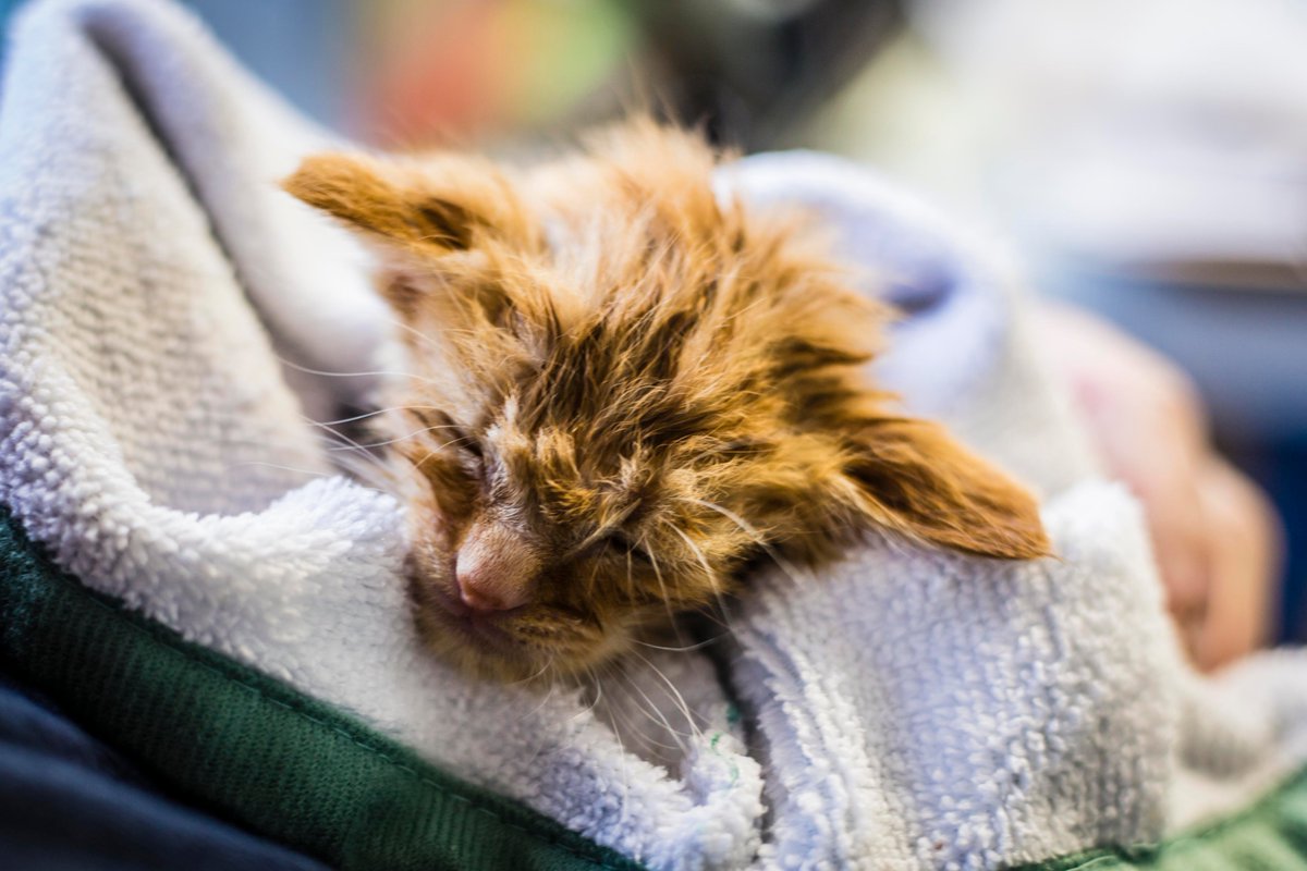 ifawglobal's tweet image. This tiny kitten, named #BabyYoda, was rushed to the Cal Oak Shelter after being rescued from the deadly California wildfires. Mutual Aid firefighters found her in the middle of the road on their route. Only a few weeks old, she was covered in smoke and ash. #NorthComplexFire