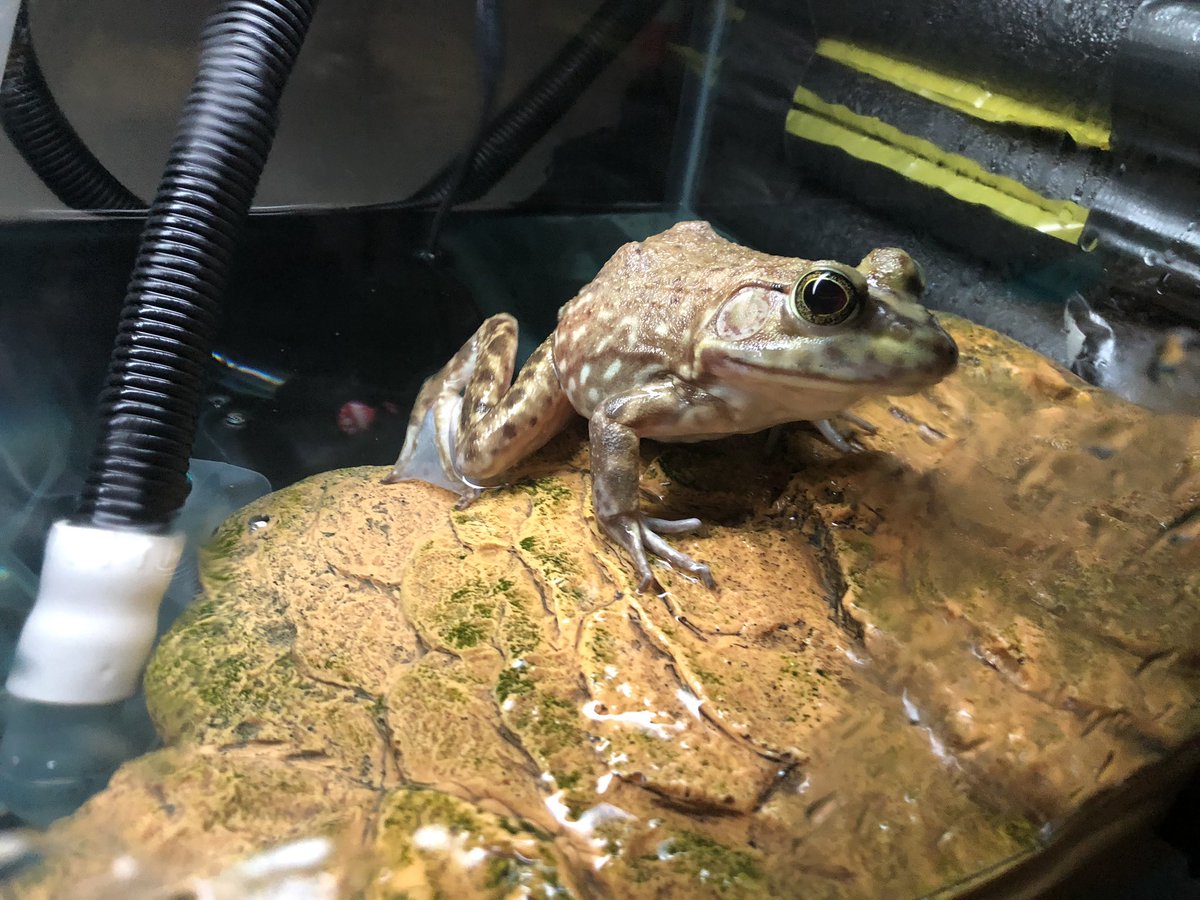 TheBannerSchool's tweet photo. @TheBannerSchool making his Twitter debut, meet Darwin, MrLoeper’s newest addition to the science lab. Darwin likes fresh water and thoughtful repose on his rock. #schoolyear2020 #middleschoolscience #FrederickMD #frogs #scienceclass https://t.co/s8DnMqvTgp