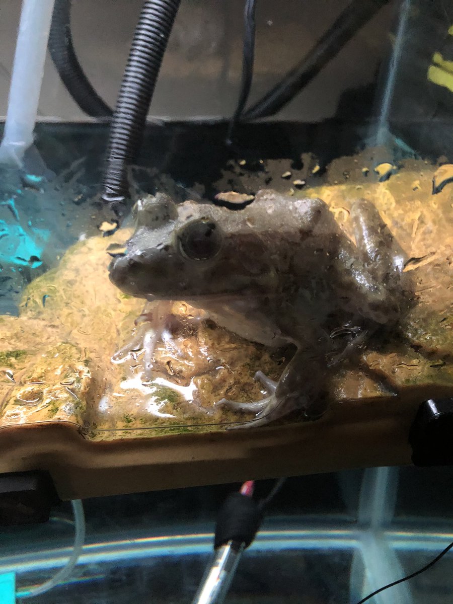 TheBannerSchool's tweet photo. @TheBannerSchool making his Twitter debut, meet Darwin, MrLoeper’s newest addition to the science lab. Darwin likes fresh water and thoughtful repose on his rock. #schoolyear2020 #middleschoolscience #FrederickMD #frogs #scienceclass https://t.co/s8DnMqvTgp