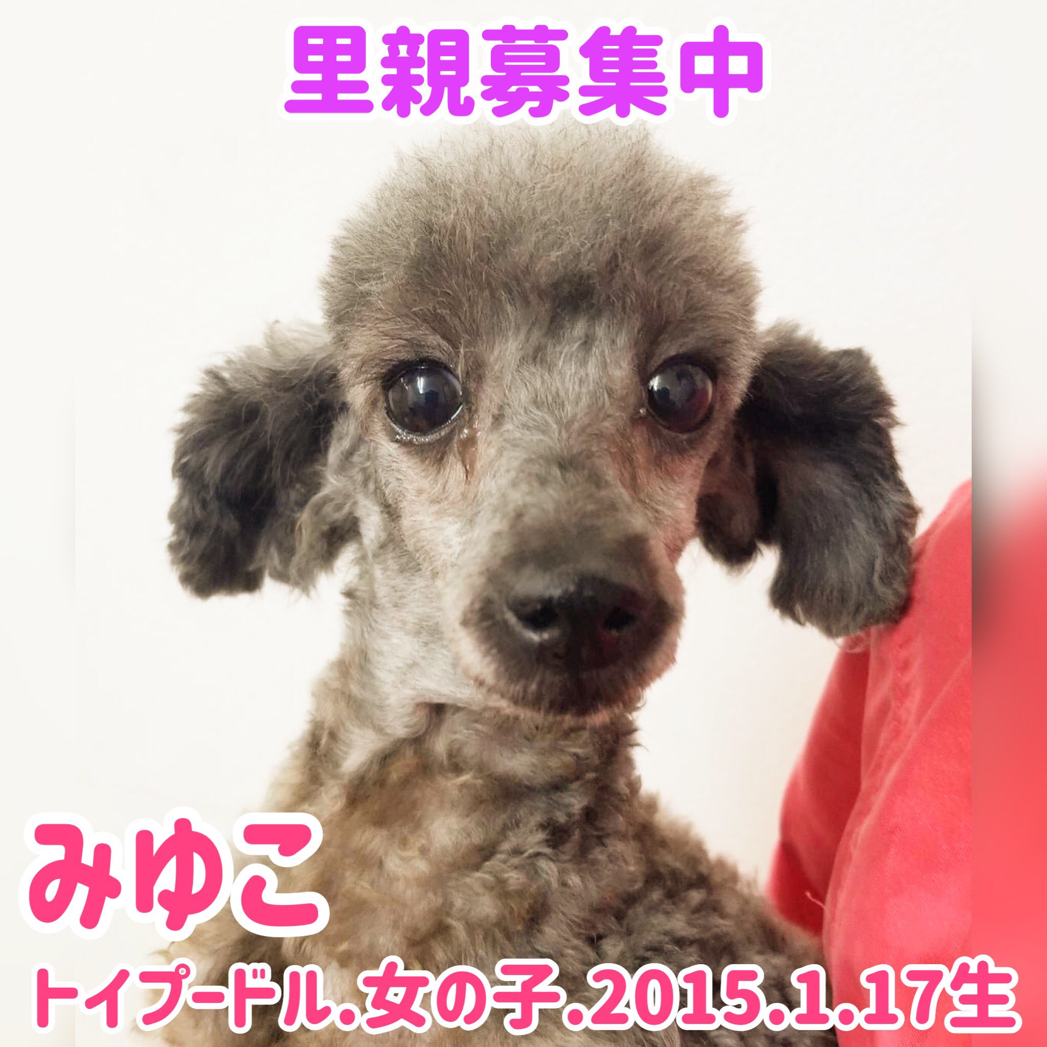 保護犬カフェ 鶴橋店 里親様募集中 昨日保護の子達です 家族に出会えるのを待ってます 問い合わせはお電話で 06 4309 8715 里親募集中 保護犬カフェ鶴橋店 大阪 鶴橋 保護犬を家族に 譲渡会 トイプードル シェルティ T Co Urefveiaoe