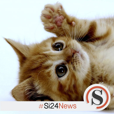 “Chiunque riesca a mantenere viva la capacità di vedere la bellezza nelle piccole cose non sarà mai infelice.” 

RINALDO SIDOLI

#buongiono #Si24 #Si24notizie #Si24news