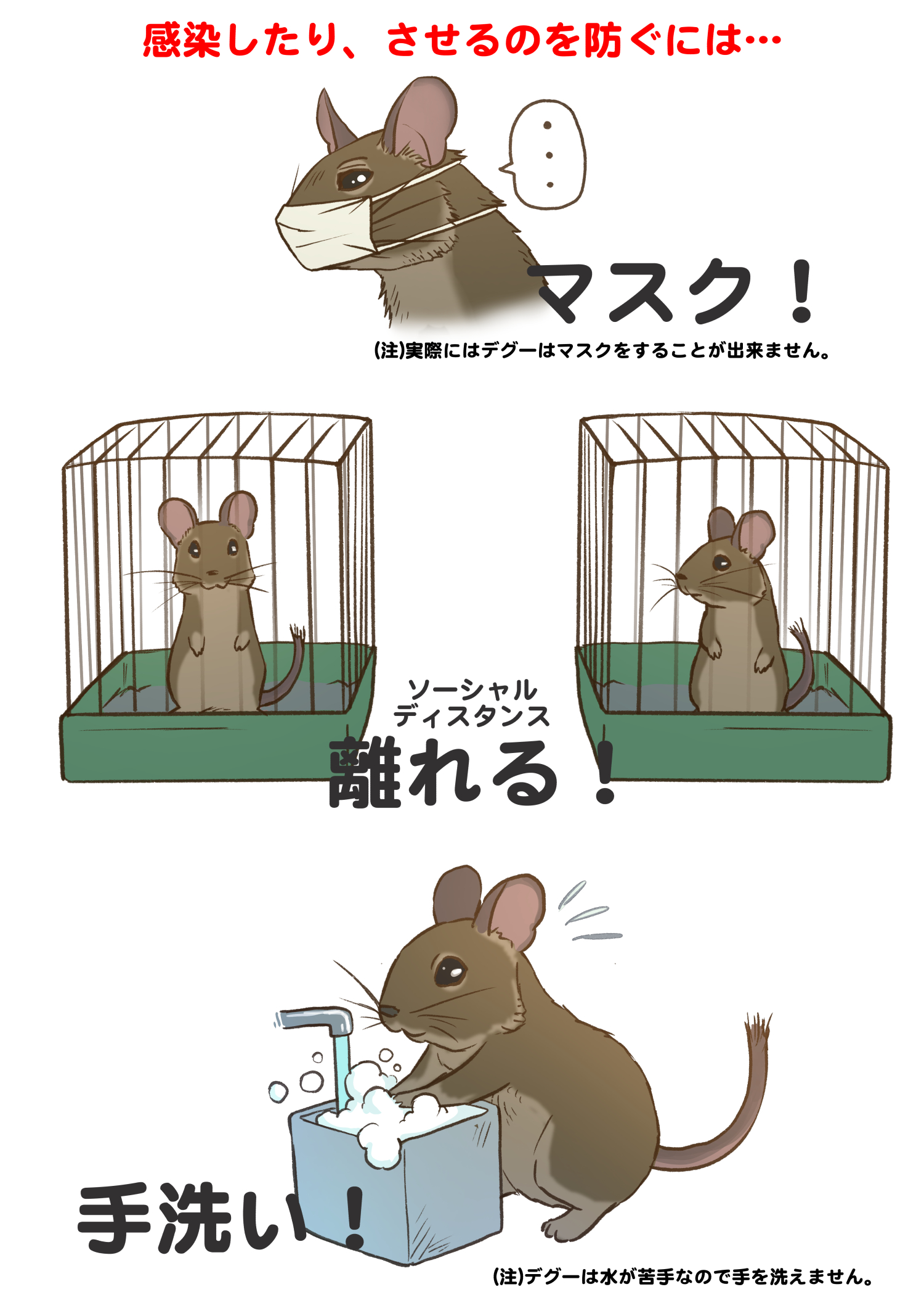 デグーのビビ Degu Life Tkhatenablog Twitter