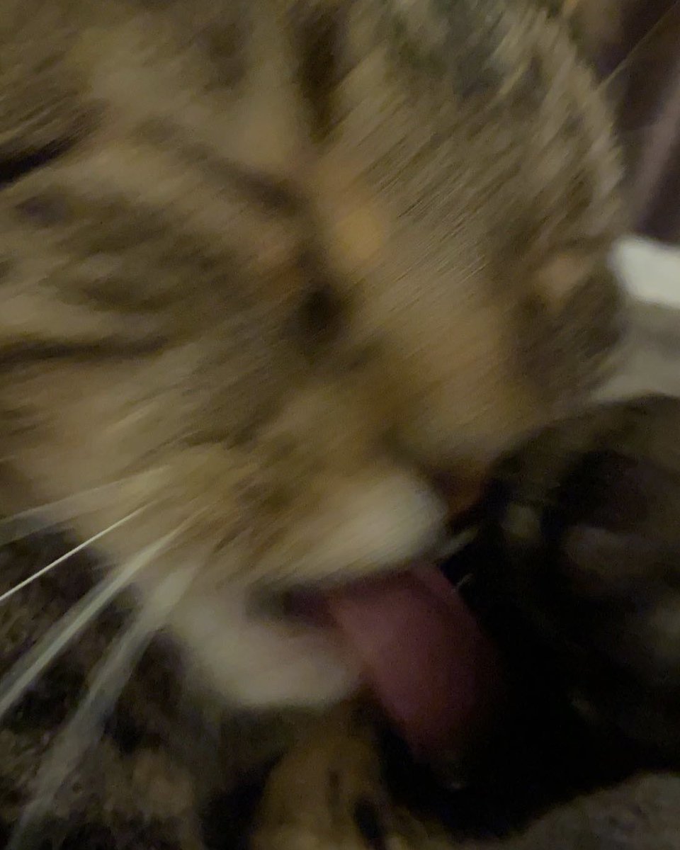 thecrencat's tweet photo. https://t.co/gxhTKjFTzr