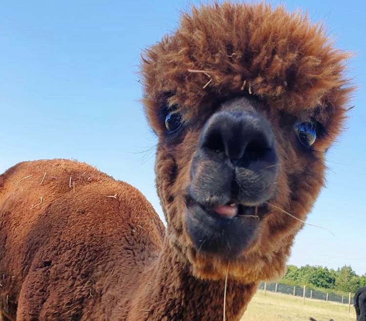 This alpaca is watching the debate