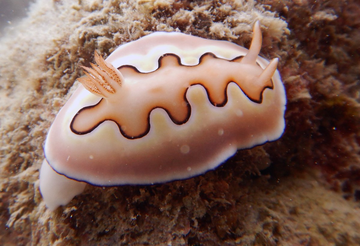 April_E_Hall's tweet photo. They aren’t everyone’s favourite, but nudibranchs seem to love inshore, silted reefs. These pics show just a fraction of the #nudibranch diversity from our recent inshore expedition around the Whitsundays and Mackay region. ⁦@CoralCoE⁩ ⁦@ed_kingsford⁩ https://t.co/KsbzMorU6D