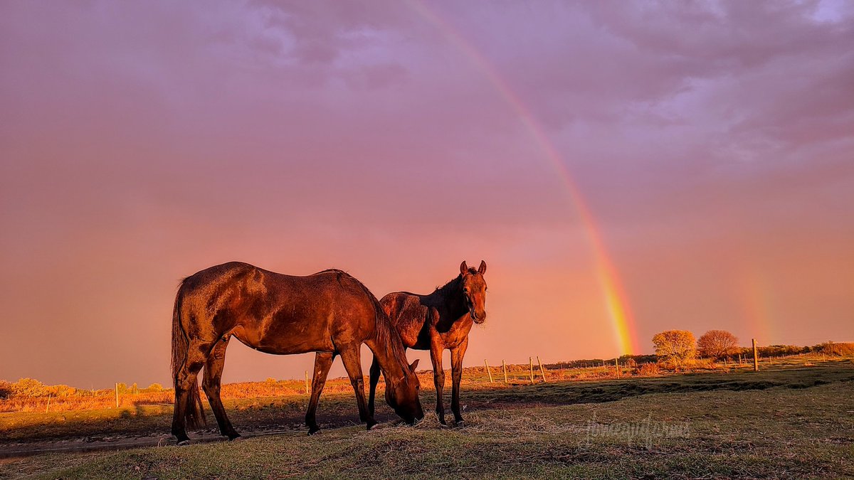JBMEquiFarms's tweet photo. Just some of the pics from tonight..all I can keep saying is, incredible 🥰
#manitobasky #mbwx #yogi #mommaboo #colours #rainbow #mybackyard #horses #naturesbeauty #manitoba #september29 https://t.co/sXEyLbxMSP