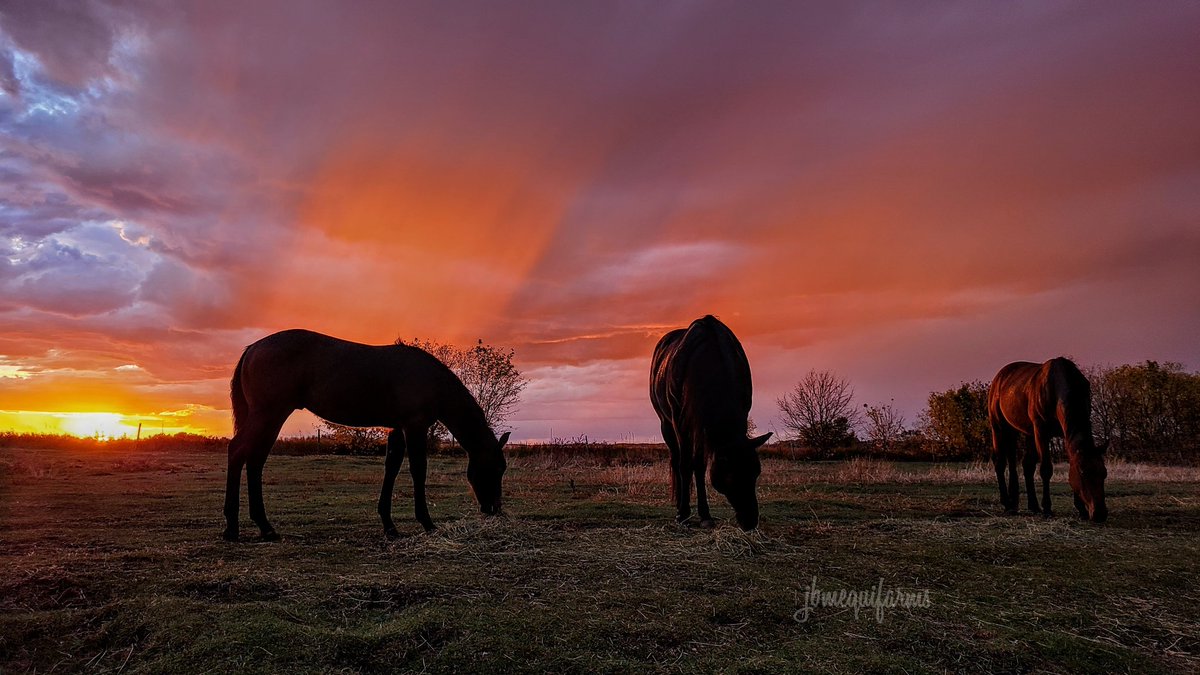 JBMEquiFarms's tweet photo. Just some of the pics from tonight..all I can keep saying is, incredible 🥰
#manitobasky #mbwx #yogi #mommaboo #colours #rainbow #mybackyard #horses #naturesbeauty #manitoba #september29 https://t.co/sXEyLbxMSP