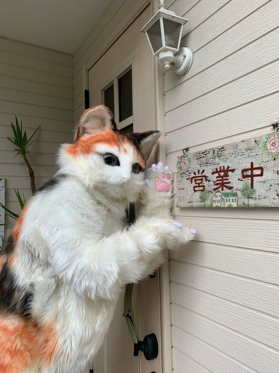 デュー 黒毛長毛種 雄 時々 三毛猫 有名になったら 愛媛の田舎でも他の山田三毛猫ファミリーやケモノな方とコラボできるかも Rtで私を有名にしてください