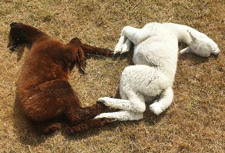 These alpacas are suffering from debate-induced complications