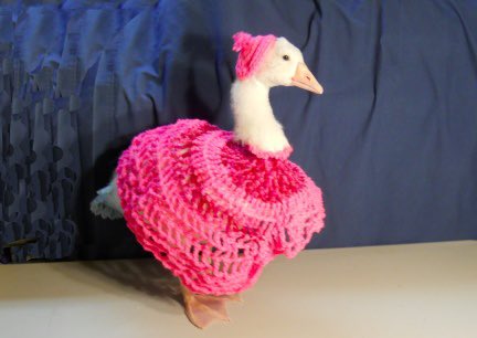 That’s it. Fuck this. I’m tweeting ducks wearing clothes from now on.