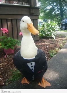 That’s it. Fuck this. I’m tweeting ducks wearing clothes from now on.