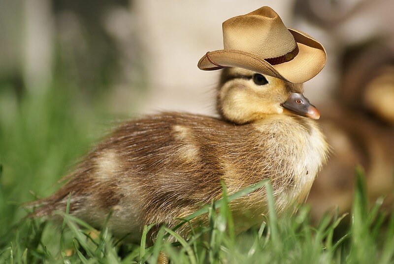 That’s it. Fuck this. I’m tweeting ducks wearing clothes from now on.