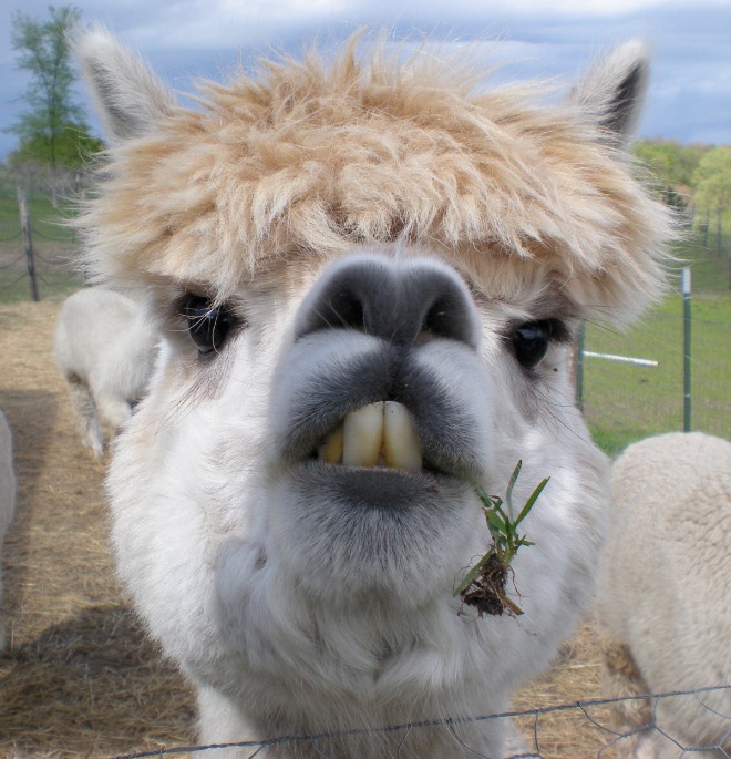 This alpaca just realized that there are two more debates