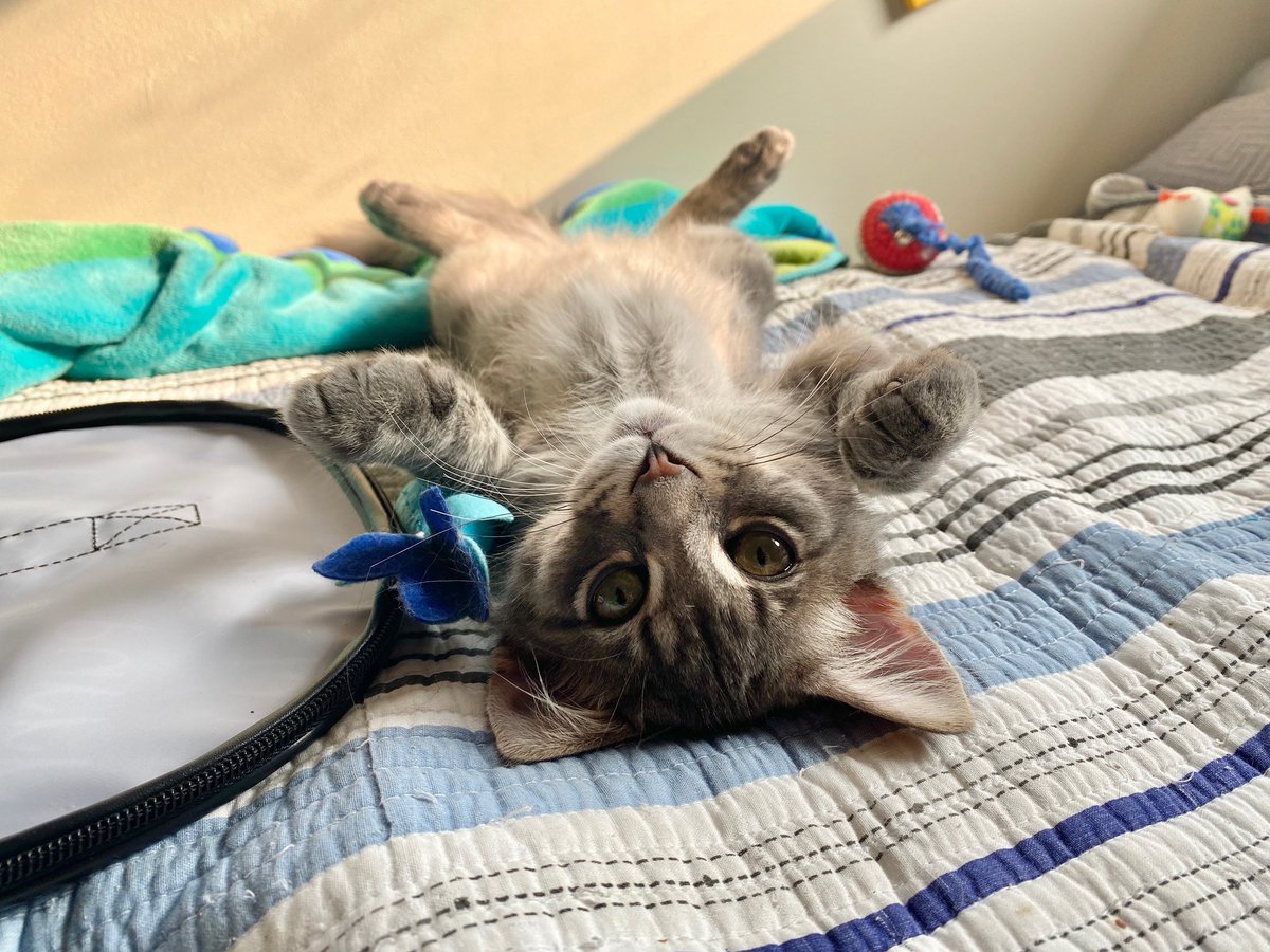 A Cat Named Bitches On Twitter Jonkarl Just Came On And Said That Both Joe Biden And Donald Trump Lost Tonight And Now We Just Think That Jonkarl Is The One Who
