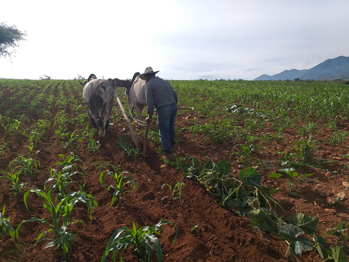 #DíaNacionalDelMaíz Fotos del Sr. Ángel García Martínez, de Valles Centrales, #Oaxaca Participó en nuestra 13 Conferencia del ciclo #AutosuficienciaAlimentaria e Innovación Tecnológica con Prácticas Sustentables". Está orgulloso de sus maíces bolita de diversos colores.