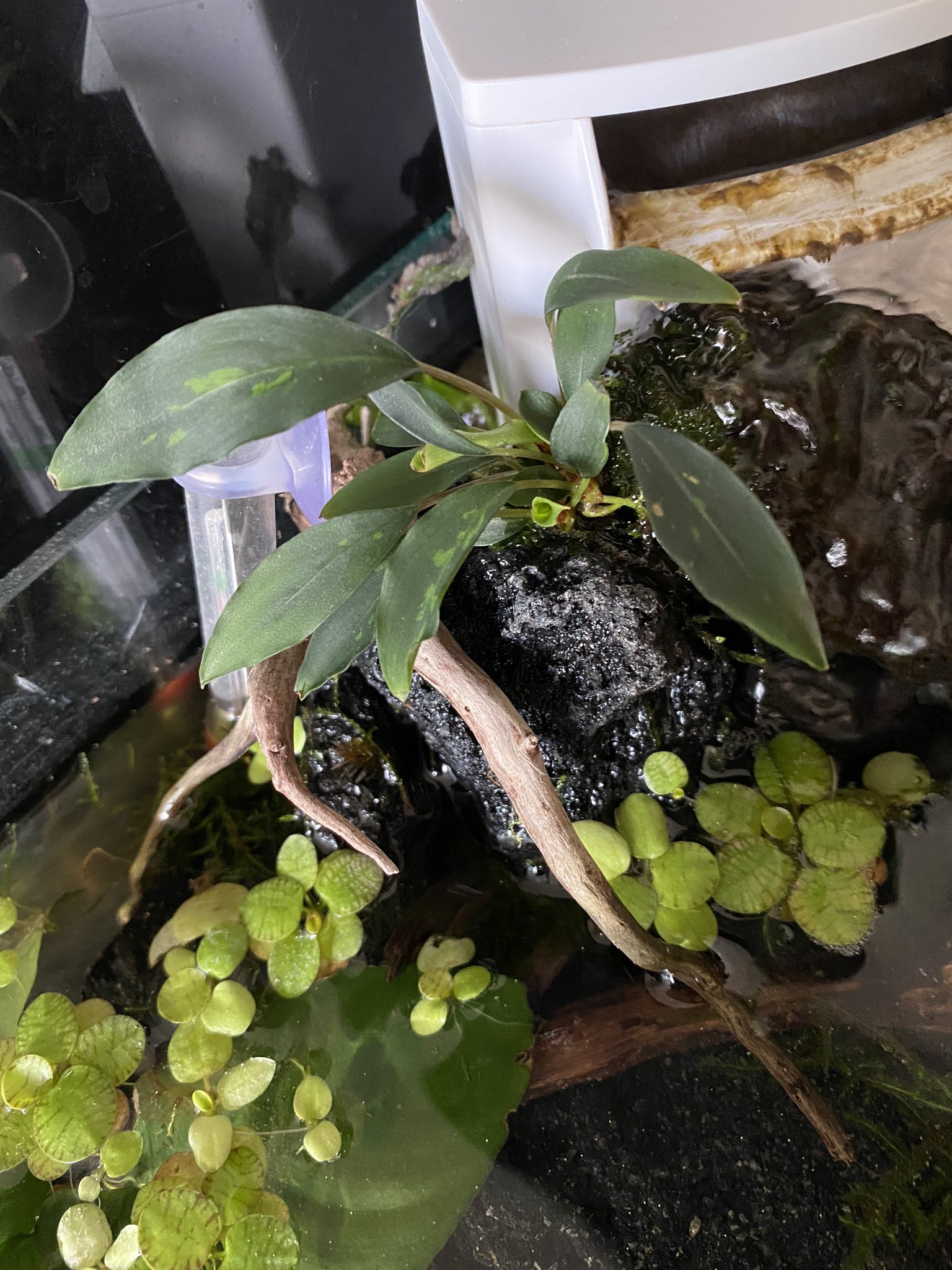 こへ ブビィ アヌビアスミニマなるものを買ってみたのだけどミニマって斑入りだっけ アクアリウム アヌビアス T Co Qd4uvnk7qa Twitter