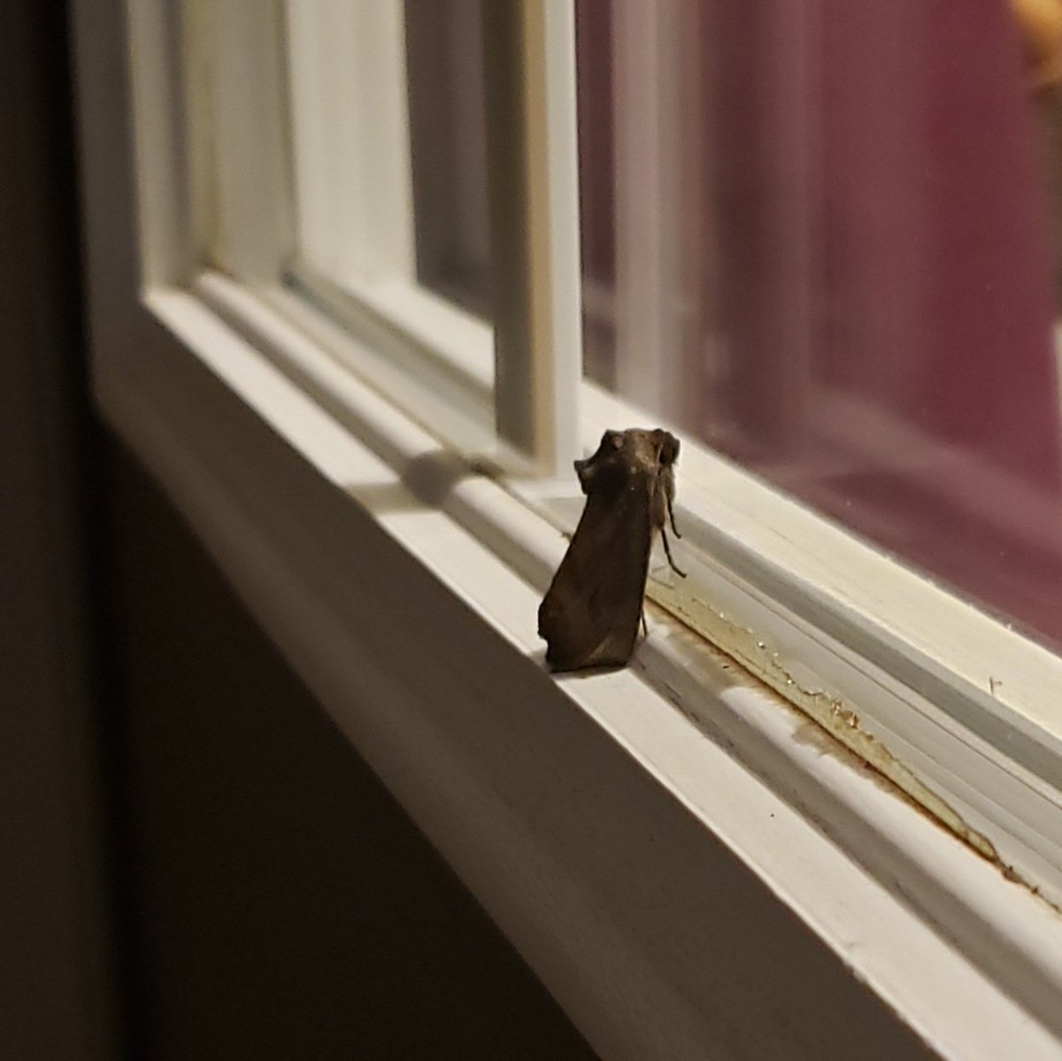Is it just me or does this moth seem like he's about to ask me if I'm a brother of the Night's Watch, or a bastard boy who wants to play at war?