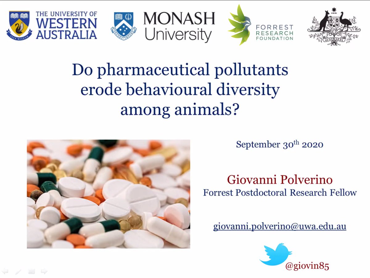 BBM_Wong's tweet image. Great talk by @CEB_UWA @ForrestResearch Fellow @giovin85 discussing results of a study investigating whether pharmaceutical pollutants erode behavioural diversity in fish. Rewarding collaboration, and hopefully more to come. #BobWongLab #MonashEcology #MonashEvolution @MonashBiol