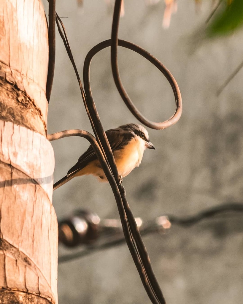 g3_seven's tweet photo. Plump

#lumixmoment  #lumixgx85 #sigma80200 #wherelumixgoes #changingphotography #lumixlounge #lumixphotography #lumixusa #lumixph

#waroflens #songbirds #urbanwildlife #shrike #brownshrike #wildlife #urbanwildlifephotography #wildlifephotography #backya… https://t.co/uqgXjyvaIi https://t.co/lMTz7Co3GZ
