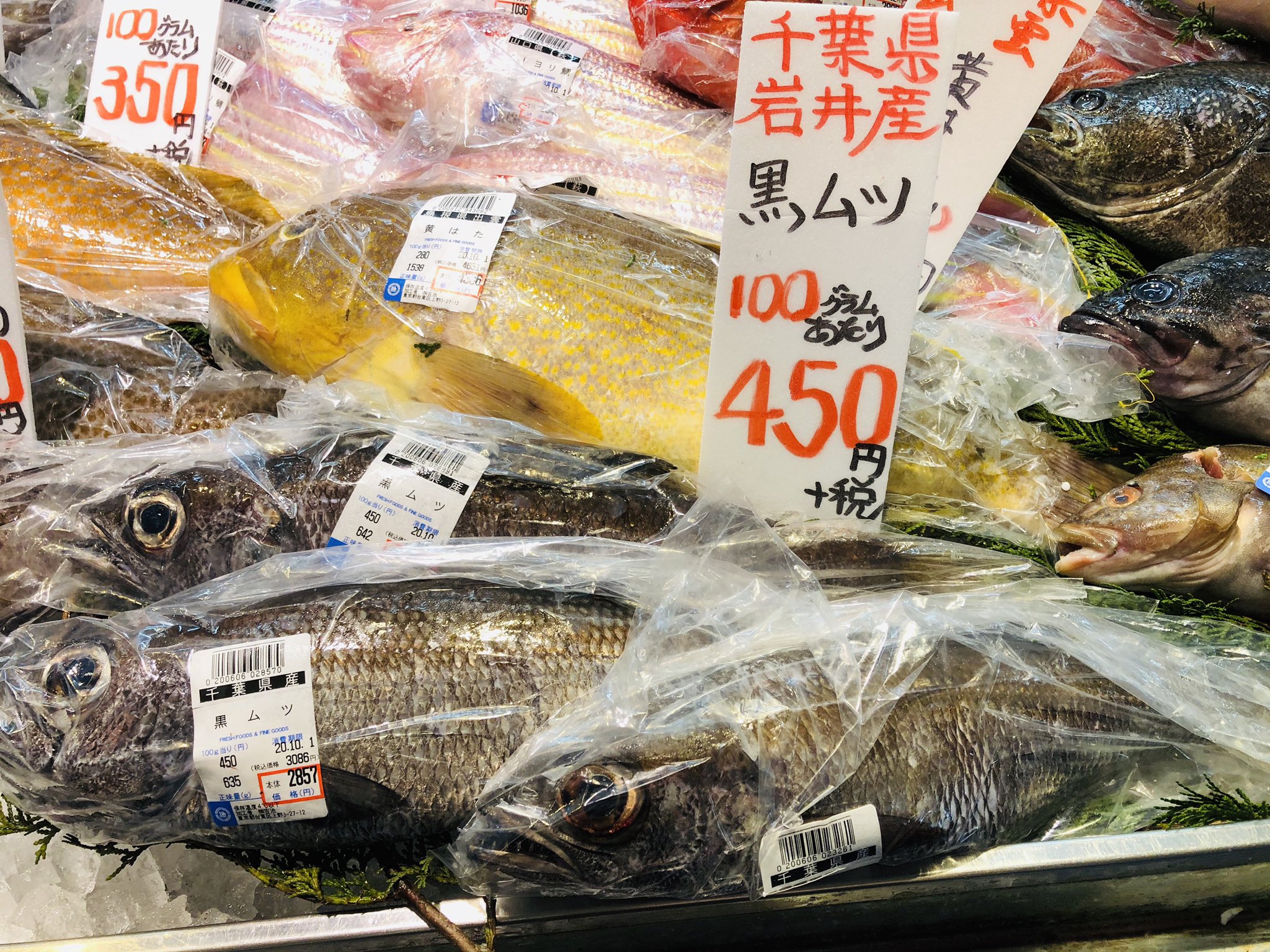 吉池 千葉県岩井産 黒ムツ 熊本県産天草産 オオモンハタ 入荷です T Co Bqhxcztuj8 Twitter