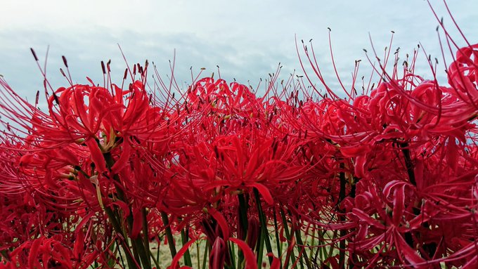 彼岸のお花は満開だし、野良猫ちゃんはぐっすり。秋だわねぇ( ˇωˇ ) 