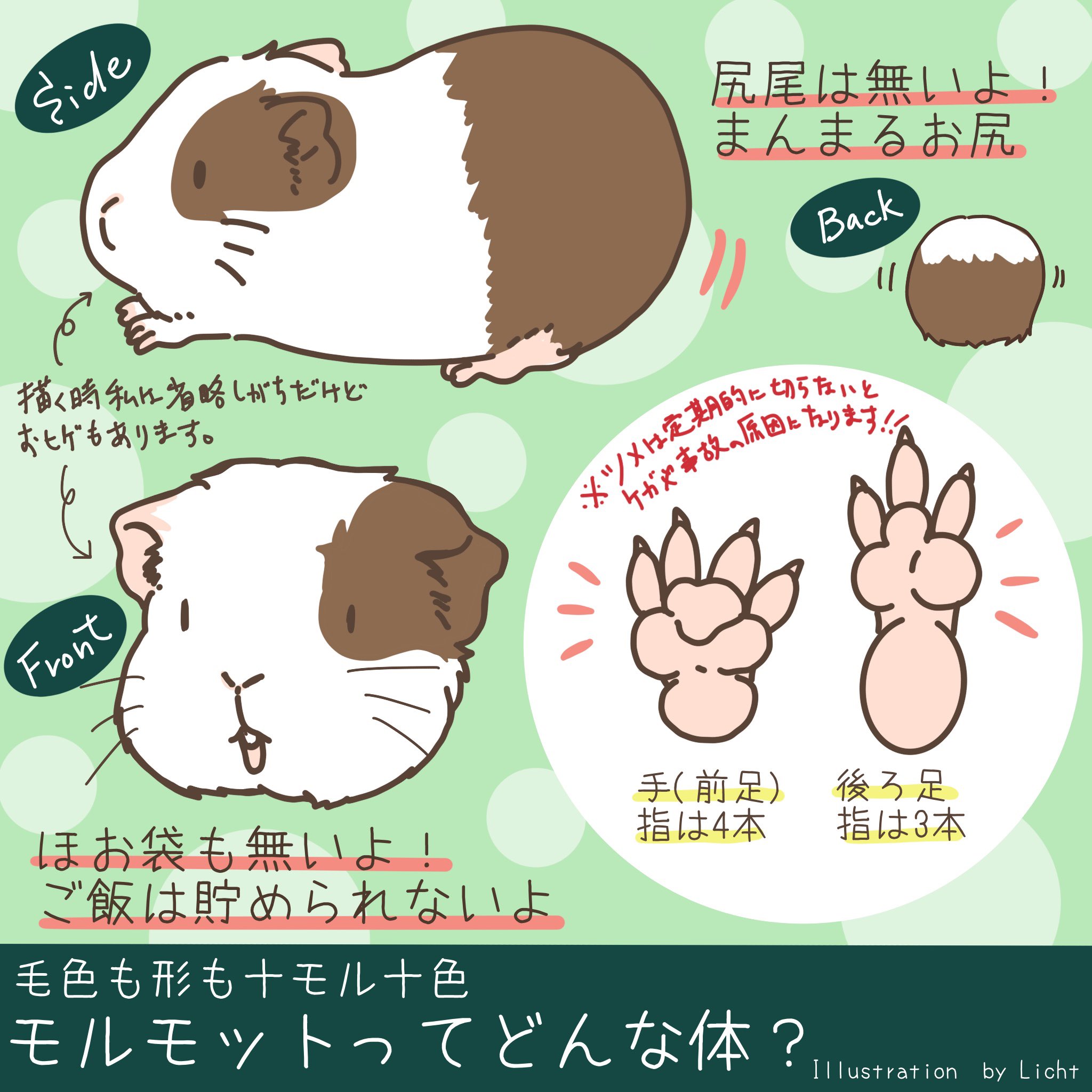 Licht 小野りひと モルモットイラストレーター 一旦〆 モルモット可愛いよ モルモット お迎えしたらずーーーーっと永久不変に最高に幸せに過ごさせてあげてね モルモット モルモットイラスト ペットイラスト Guineapig Cavy T Co