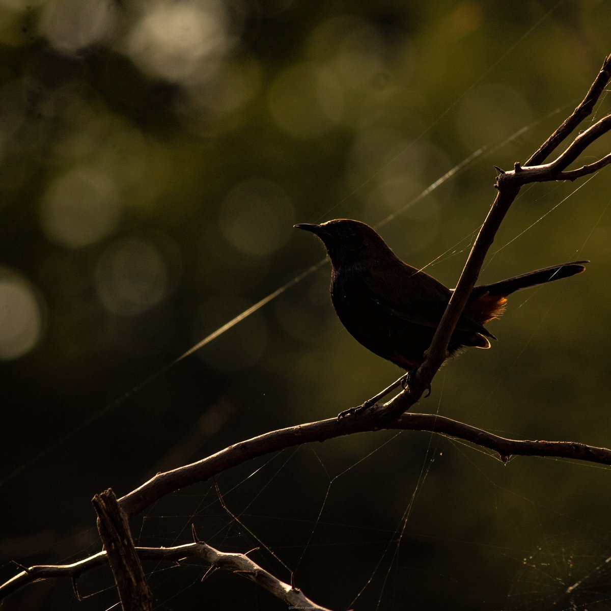 Indian robin in the golden lights, the wee hours in the morning...
.
.
#robin #indianrobin #indianbirds #indiaves #backyardbirds #birdsofindia #bokeh #mornings #beautifulmornings