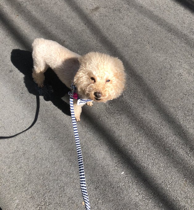 まぶしそう😎涼しいね(^O^) https://t.co/ndmHXelcEX<a href="/tag/ps4share"class="tags"><span>#ps4share</span></a>