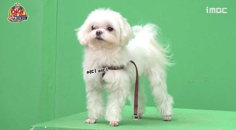 arsofsevens's tweet photo. coco stands proudly, knowing she's the only one who can reject a kiss from youngjae and knows that THAT MAN still loves her https://t.co/IYsWzqepKp