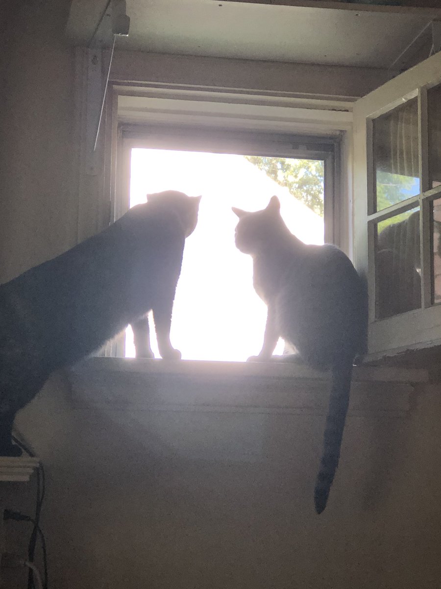 babettalane's tweet photo. @MysterySolvent My fur babies. #CatsOfBoardman #OhioCoolCats #SmudgieBrat #PrincessEmmy https://t.co/1kY8AKFEXR
