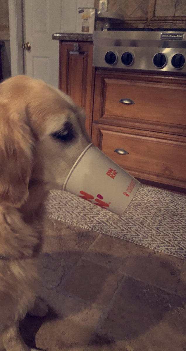 princesamarss's tweet image. my pretty pup lovin’ her first dd puppuccino😂❤️ #JavaGirl 💗#dunkindonuts