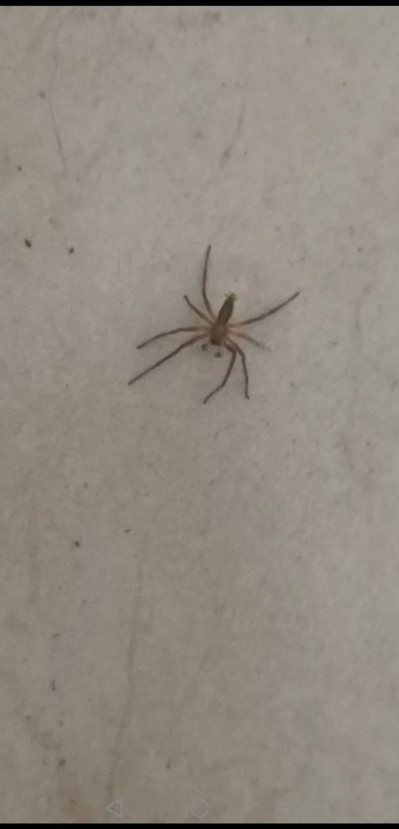 Crox44907158's tweet photo. @Arachno_Cosas Hola, quisiera saber si es de importancia medica por favor? Fue en jocotepec, Jalisco https://t.co/8GW7OYYRi1