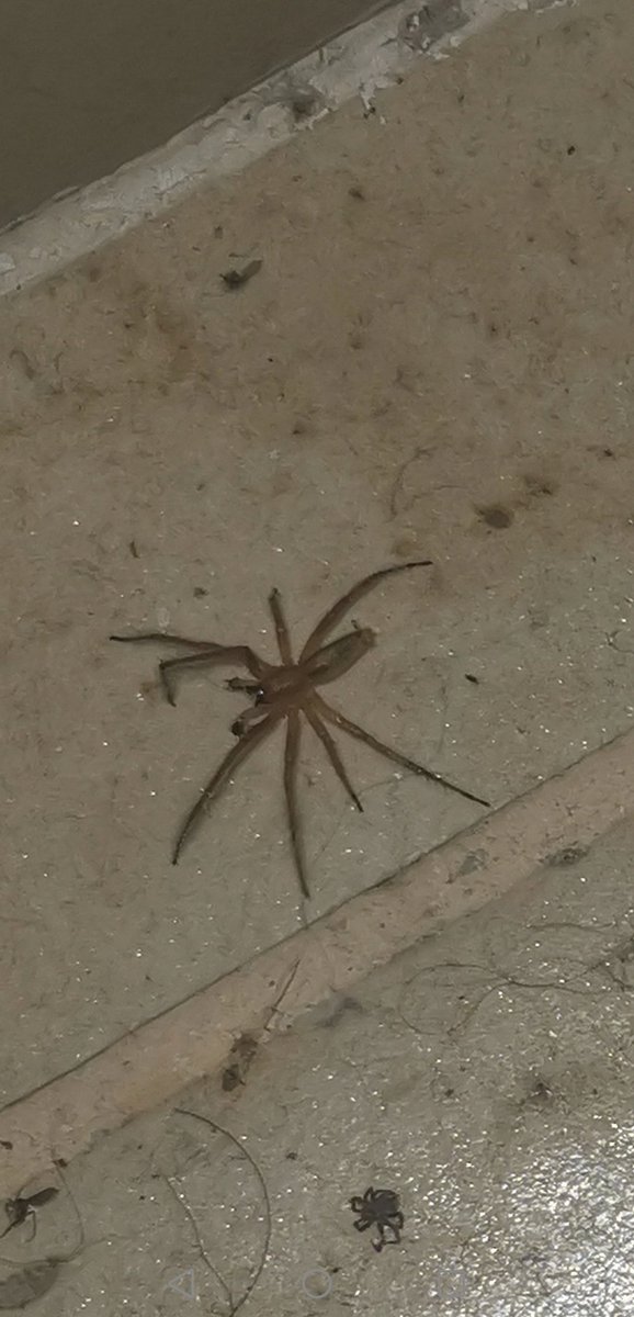 Crox44907158's tweet photo. @Arachno_Cosas Hola, quisiera saber si es de importancia medica por favor? Fue en jocotepec, Jalisco https://t.co/8GW7OYYRi1