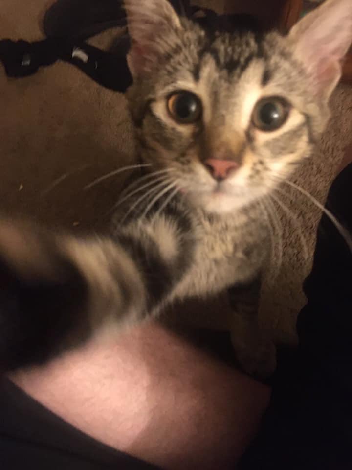 Sherbert_75's tweet photo. @cdxliv444 Tuna and talullah say hello 😁 https://t.co/msuFWRpS8c