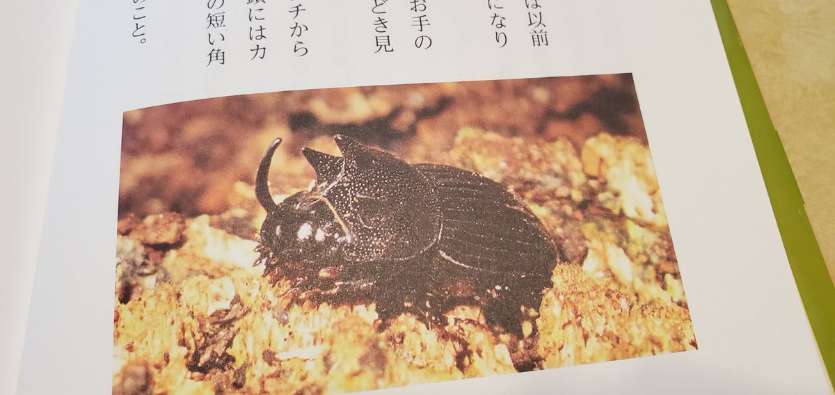 うさぎの絵本 בטוויטר フン虫の本 面白いです 同じフン虫の仲間でも 犬のフンが好きだったり 鹿のフンが好きだったり フンの中に 卵 産みつけるのも なるほど と思ったり おすすめの一冊です フン虫に夢中 いどきえり 中村圭一 くもん出版 うさぎの絵本 בטוויטר フン虫の本 面白いです 同じフン虫の仲間でも 犬のフンが好きだったり 鹿のフンが好きだったり フンの中に 卵 産みつけるのも なるほど と思ったり おすすめの一冊です フン虫に夢中 いどきえり 中村圭一 くもん出版