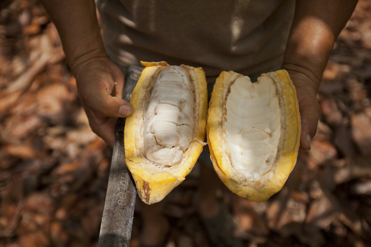 #ArribaNacionalcacao is always present, in greater or lesser quantity, all year long. Leonardo Andrade's cacao plantation in Chone, Ecuador, our leading cacao supplier for our 'Tierra Hermosa' chocolate collection. #specialtychocolate  #singleoriginchocolate #cardenaschocolate