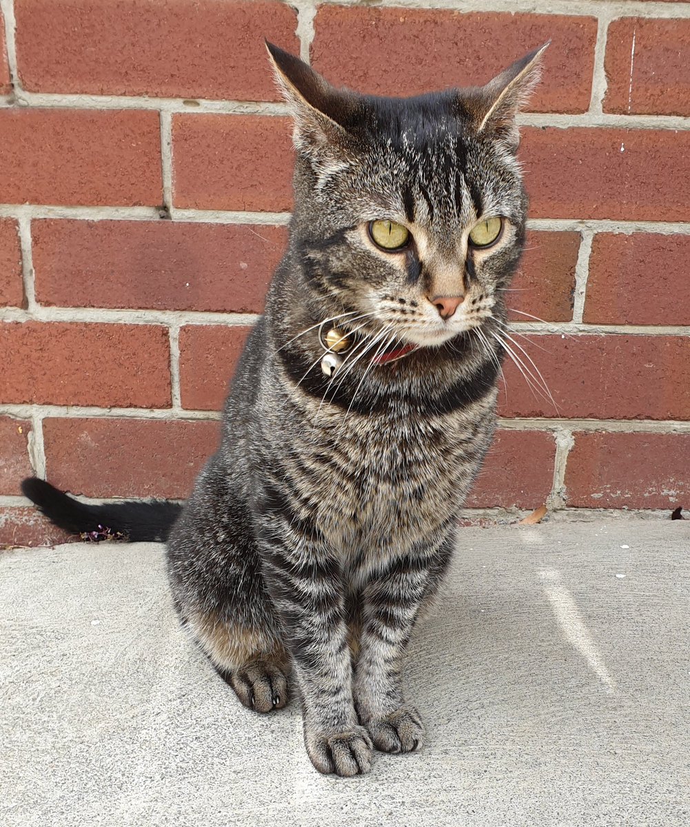 vokstar's tweet photo. #RideWithCastrol needs at least one cat, so here is Clawd https://t.co/K95k6lFY5S