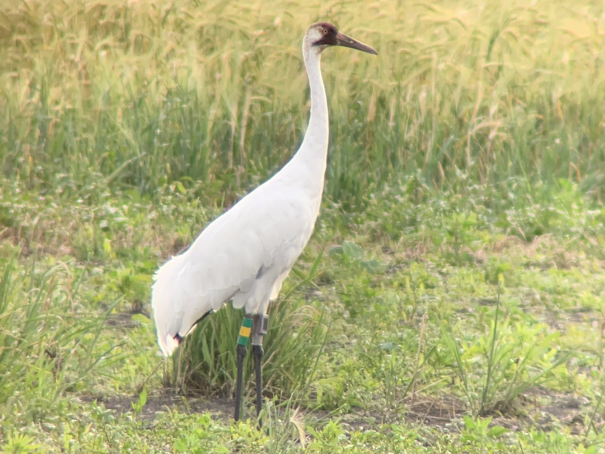 Alberta Birding tweet media