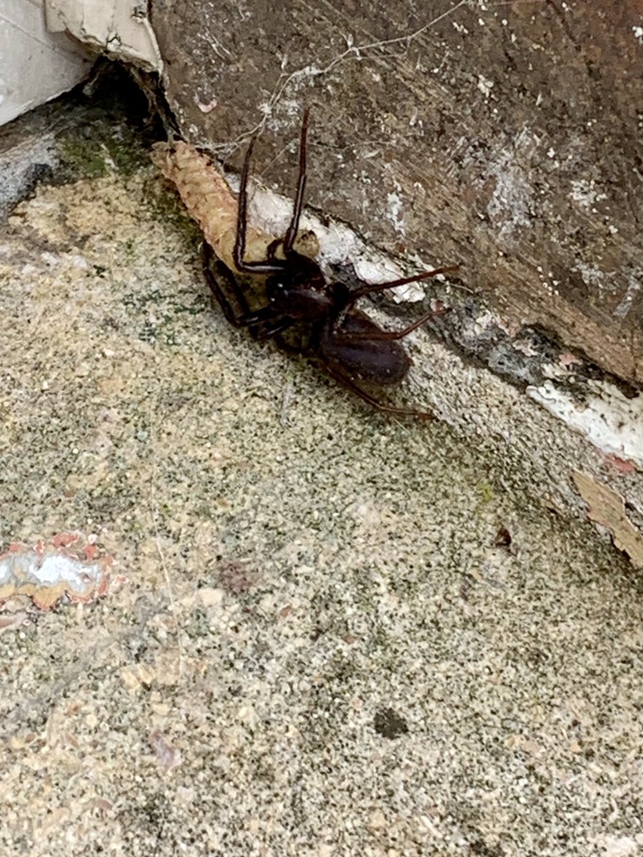 Hey #twitter I need help. Specifically #spider #spiderexperts Spider Experts . What the heck is this?