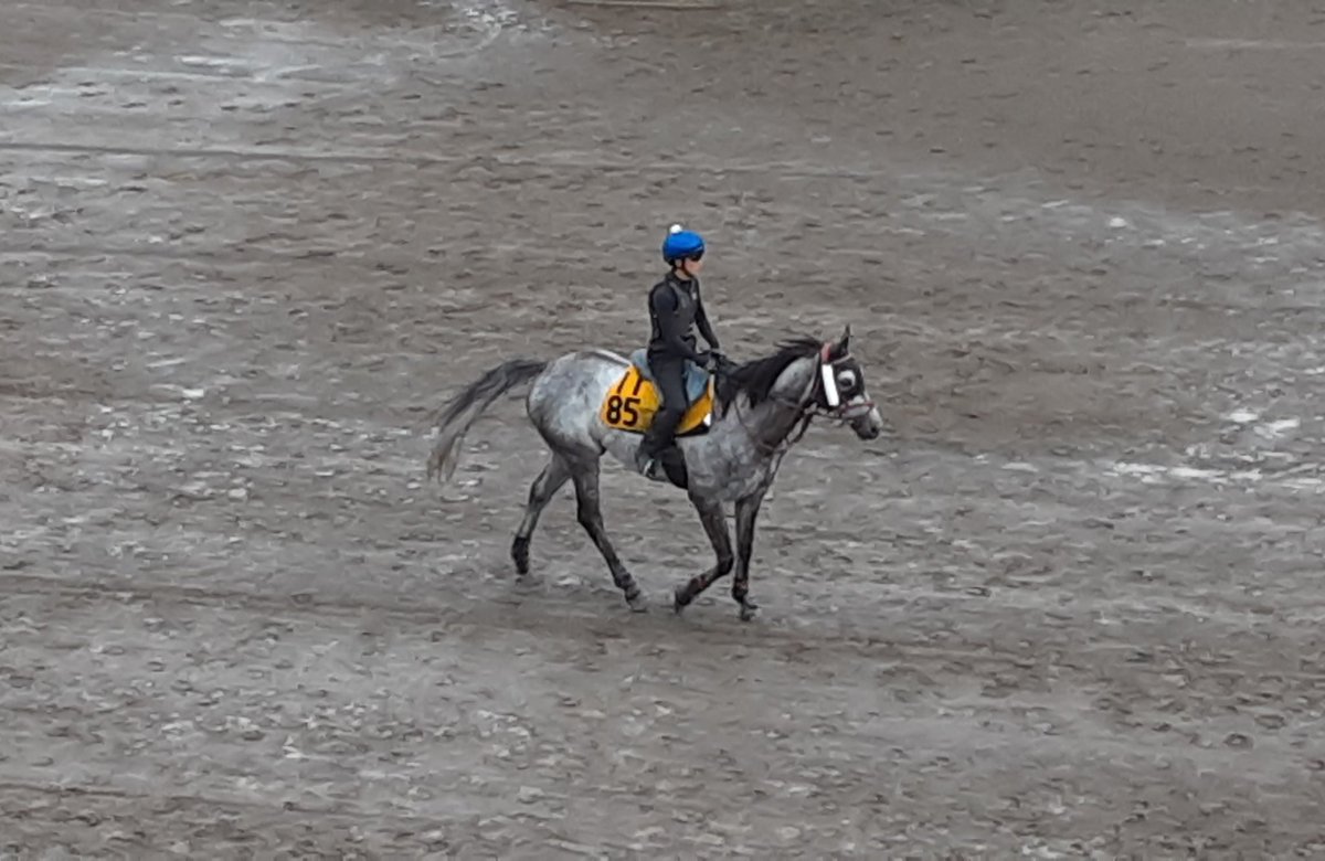 トラキアンコードが新潟競馬場で誘導馬をしている姿がTLでチラホラ😊
嬉しいな、暑いけど頑張って！ 