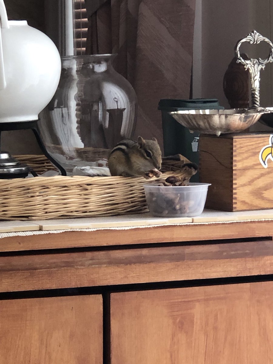 VoicePC's tweet image. ⁦@skhanyz⁩  Just make sure that Chippy does not decide to move in! He has a tendency of freeloading!