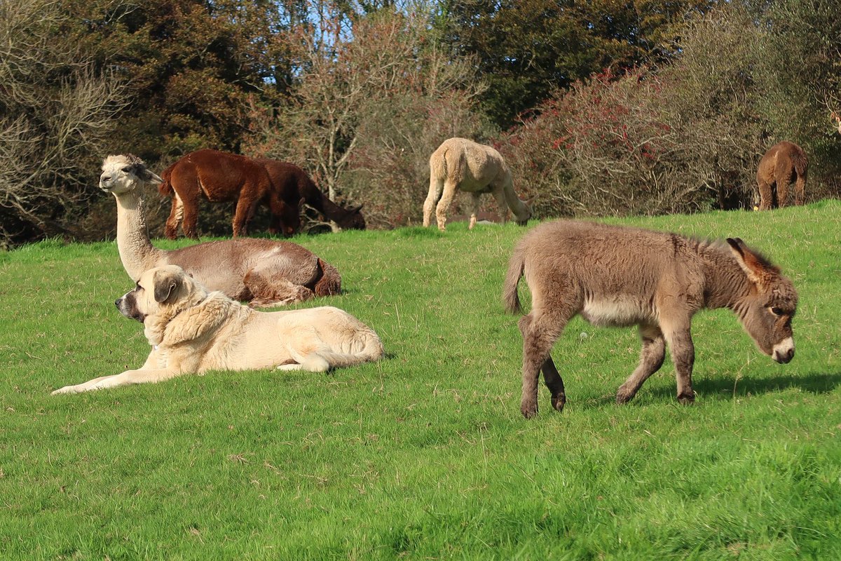 “Everyone wants HAPPINESS, no one wants Pain. But you can’t make a Rainbow, without a little rain”. #Northdevon #Exmoor #Combemartin #miniature #donkey #alpacasocks #yarn #needlefelting #crochet @andesalpacas