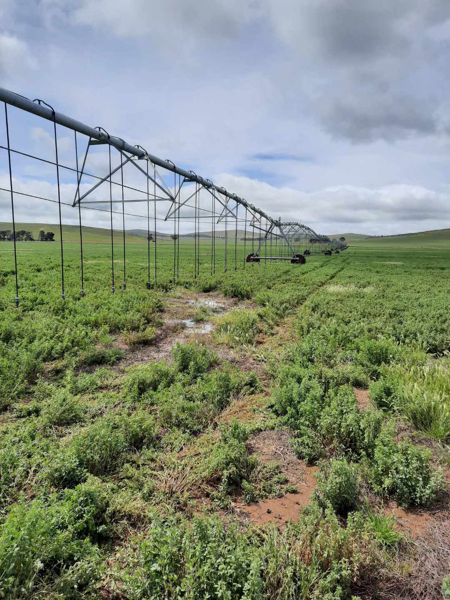 benparts's tweet photo. Change of scenery the last couple of days. A fault in the underground electrical services to this pivot required a quick trip to the Mid North to investigate the fault and wire up our generator to keep this pivot watering in the interim. 
#benpartsirrigation #mobiletechnician https://t.co/cgUKkxXJYy