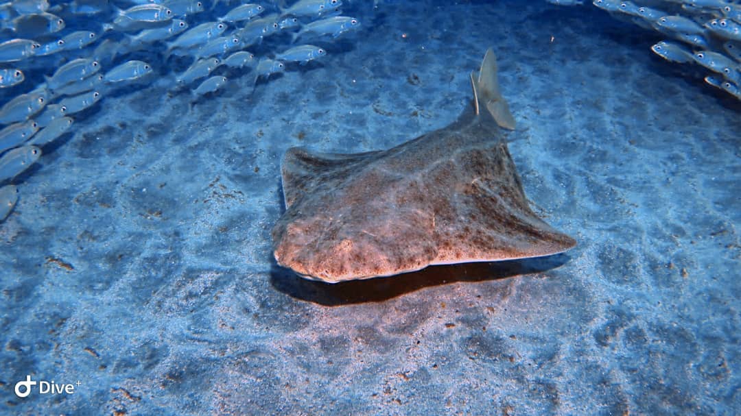 Mirar que nos hemos encontrado hoy. El #buceo en #Tenerife en estas fechas es impresionante. #angelote foto de Borja Inza.