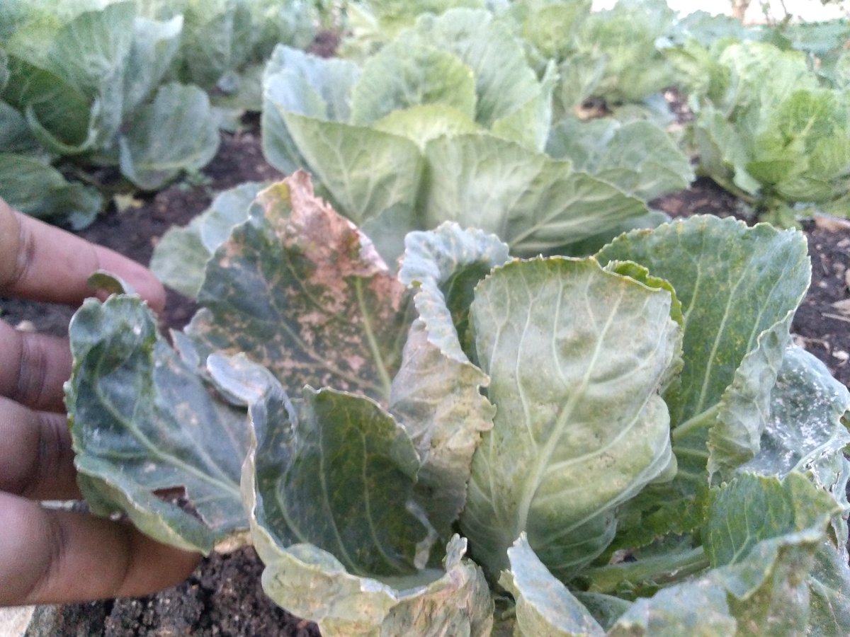 Field Scouting 🧐

<a href="/Ruai/">Ruth Aigner</a>, Nairobi

Given farmers in ASAL regions are currently planting maize, an awareness of fallarmyworm should be on the alert, if detected early it can be controlled
Cabbage feeding program is key especially on water &amp; basal Fertlizers
#COVID19