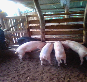 Skills Development Facility Uganda tweet media