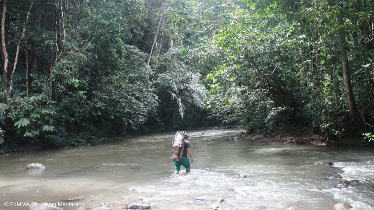 "Bagi kami, hutan, sungai dan segala sumber daya alam yang ada di dalamnya adalah rumah dan kekuatan kami, yang kami pelihara dan lestarikan dengan kearifan leluhur." (FoMMA - #EquatorPrize 2020)
cc: <a href="/UNDP/">UN Development</a> <a href="/equatorinit/">Equator Initiative</a> 
#NatureForLife #StandForNature