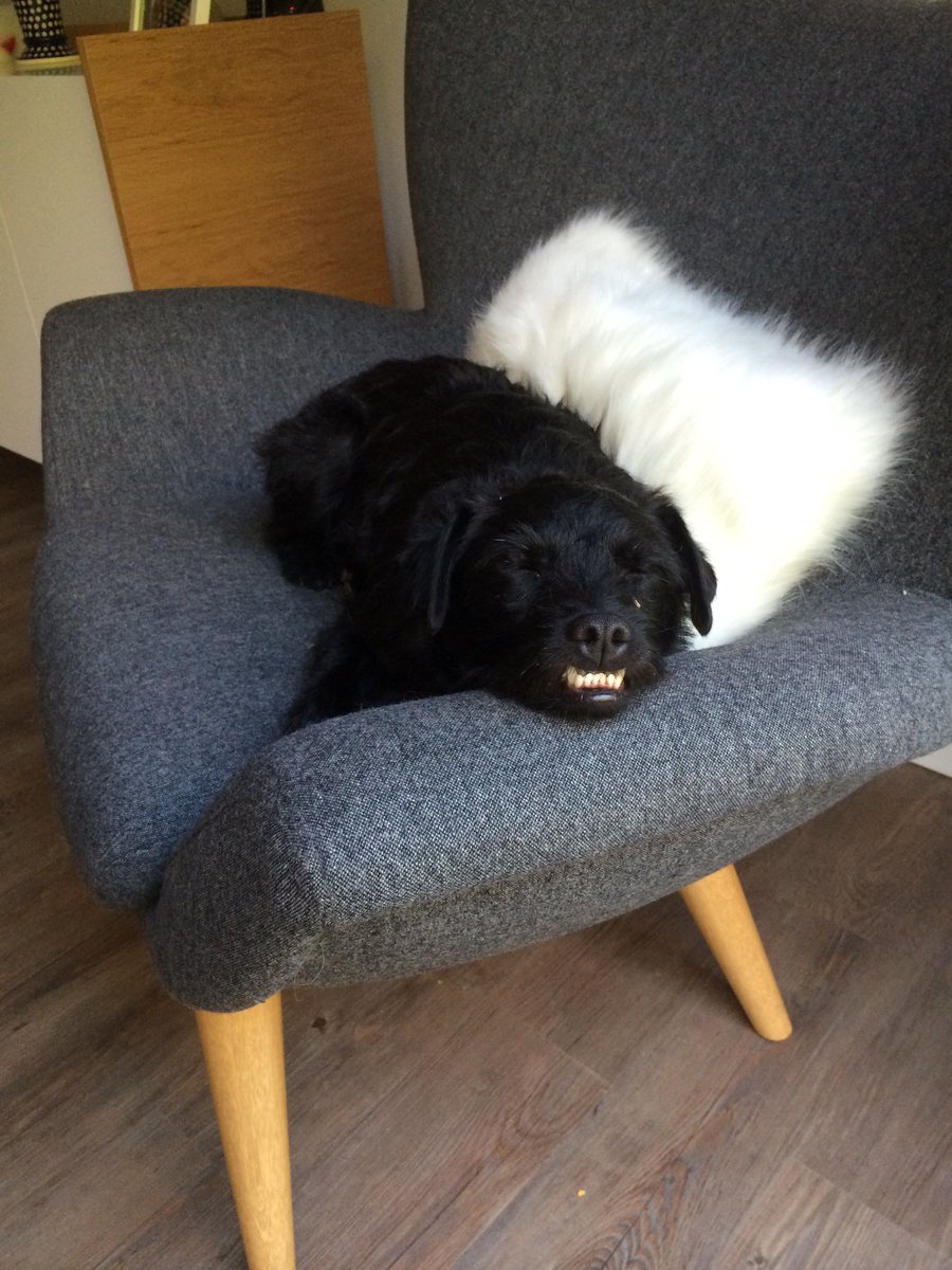 PettTv's tweet photo. @BBCBreakfast 
Ted. The Gone Fishing dog! https://t.co/pt1Gf4XEp5